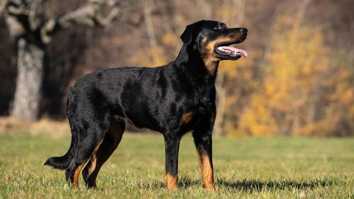 Top 8 Beauceron Breeders In The United States