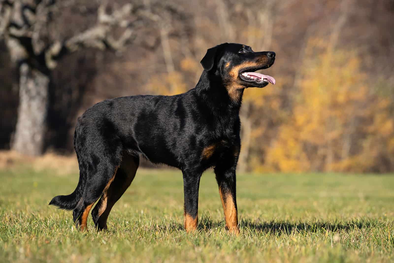 beauceron dog standing in the park