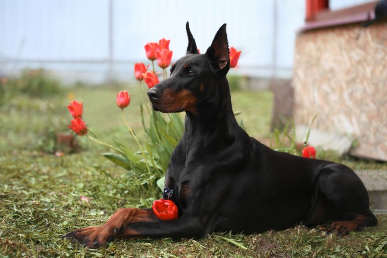 doberman lying with poppies