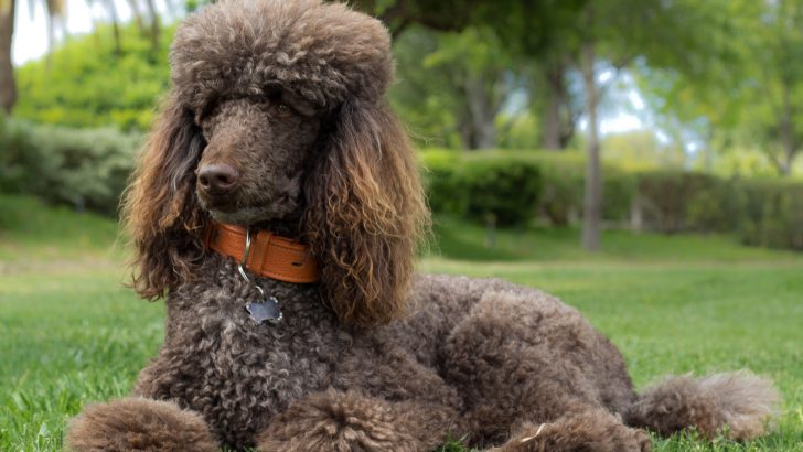 Top 8 Excellent Poodle Breeders In Florida