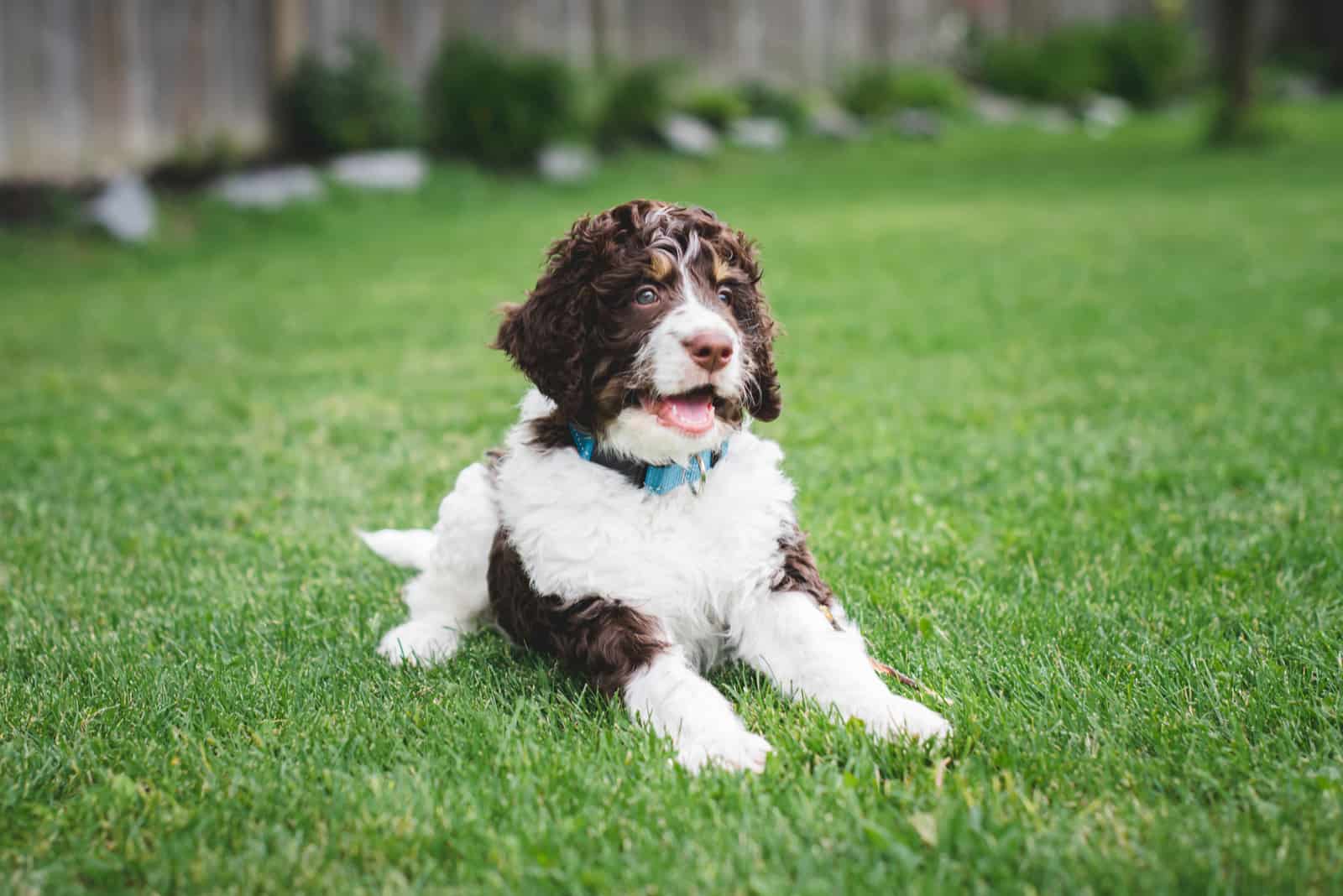 Mini Bernedoodle sitting on grass looking away