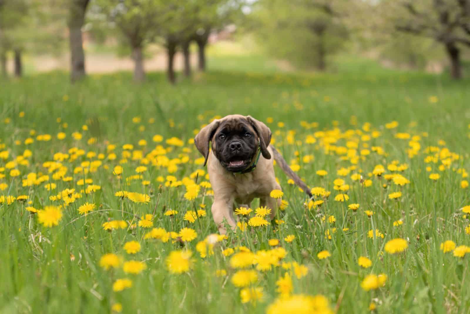 cute english mastiff puppy in a flower field