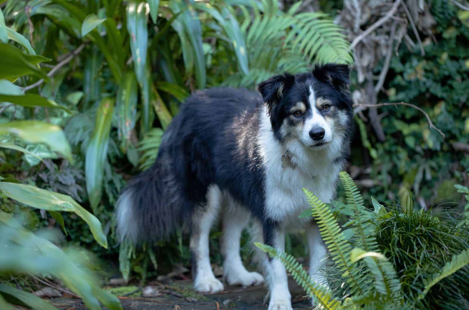 Tri Color Border Collie hiding in woods