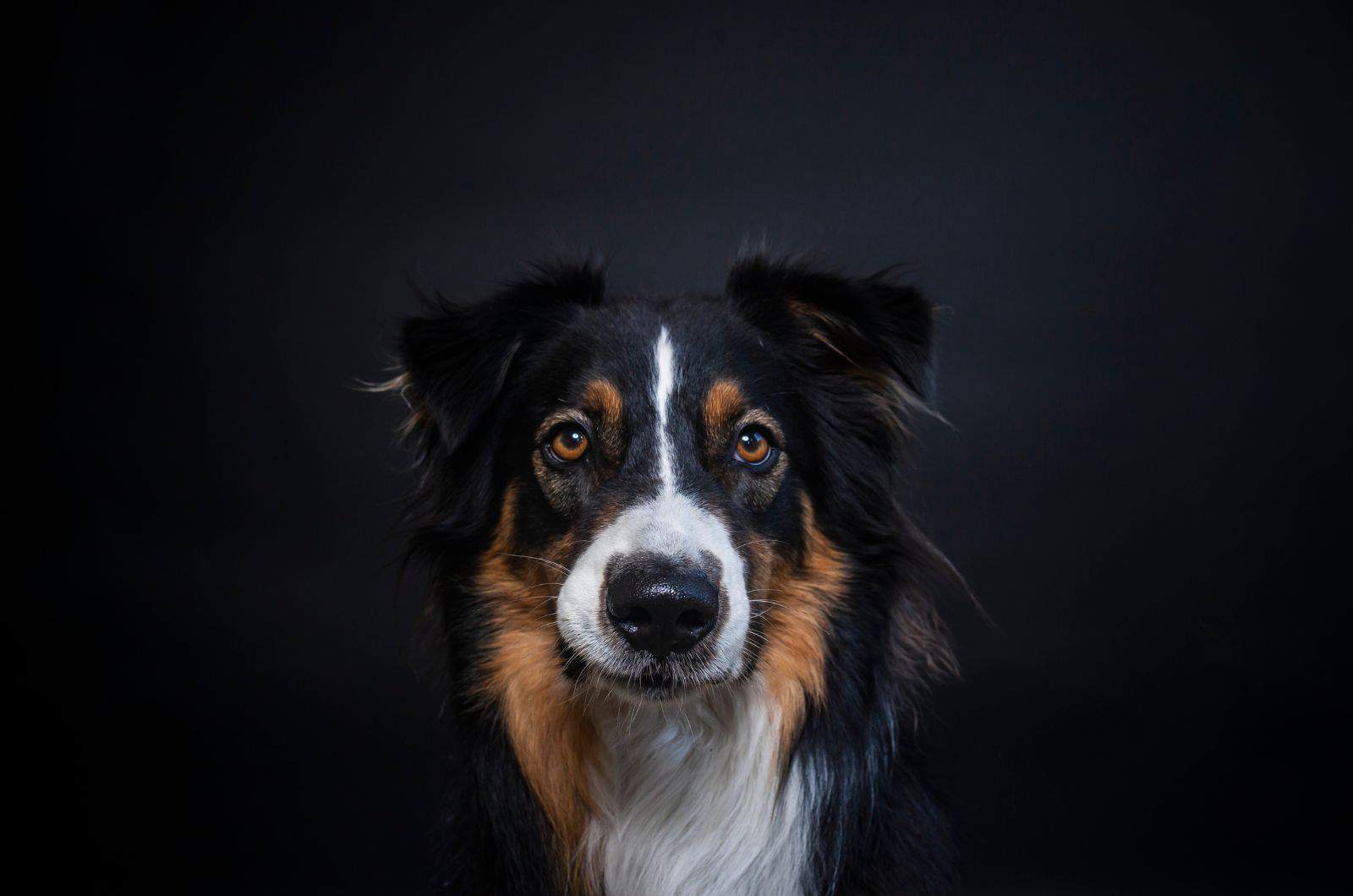 Tri Color Border Collie posing for camera