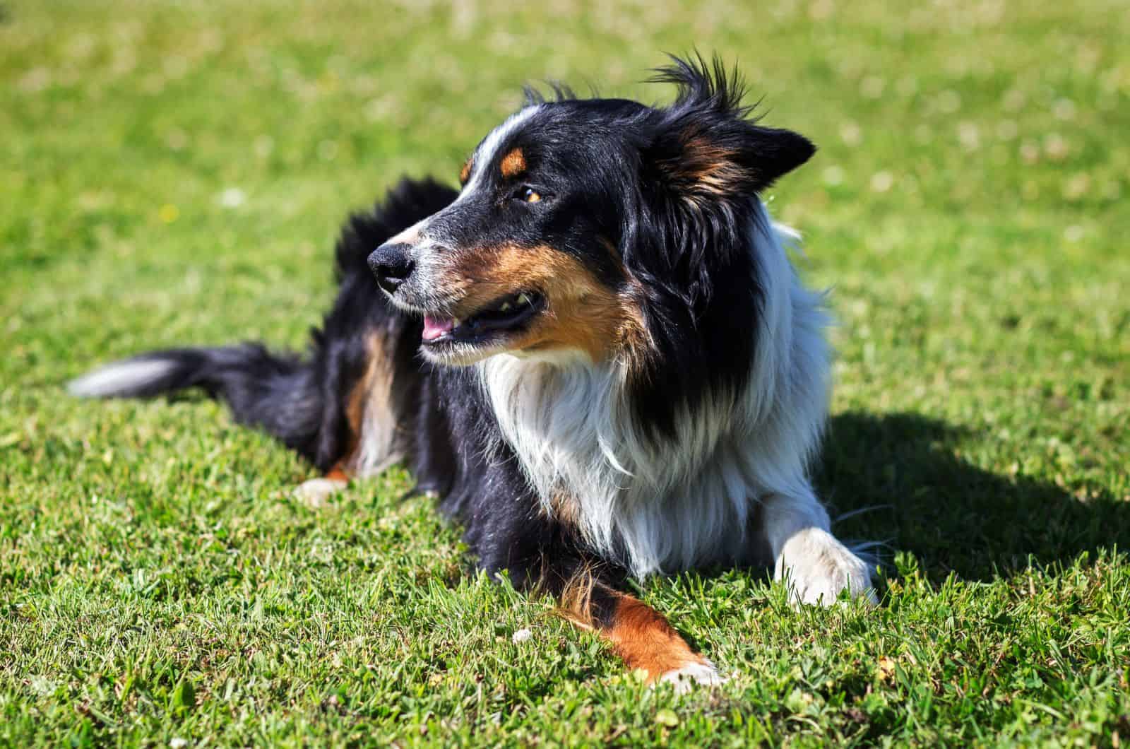 Tri Color Border Collie sitting on grass