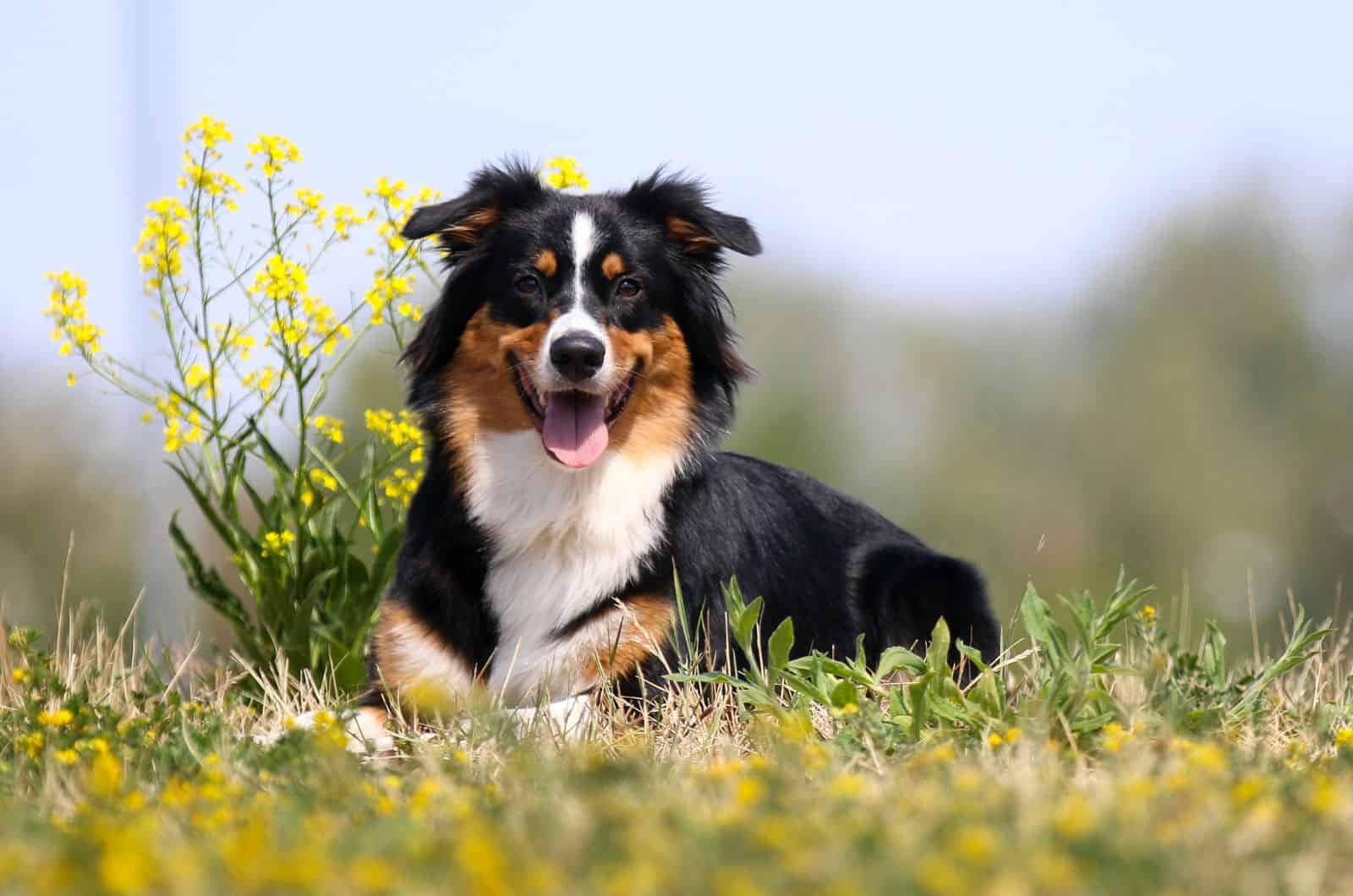 Tri Color Border Collie sitting on grass