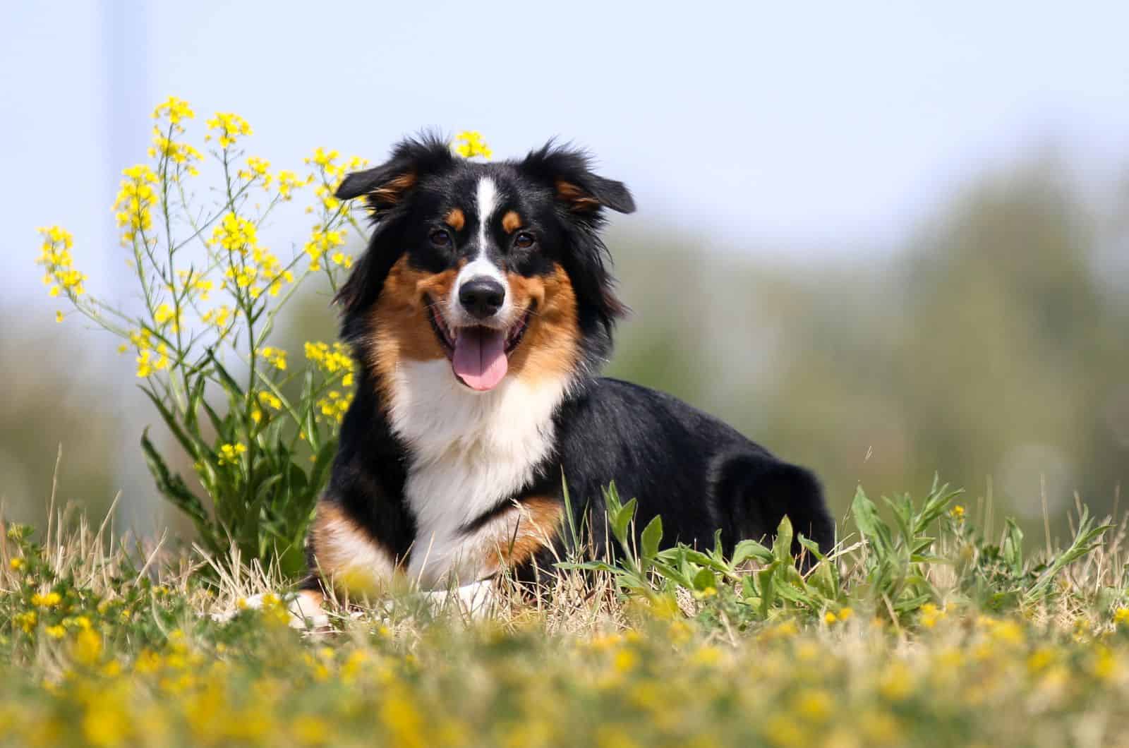 Tri Color Border Collies And More: The Colors Of The Collie