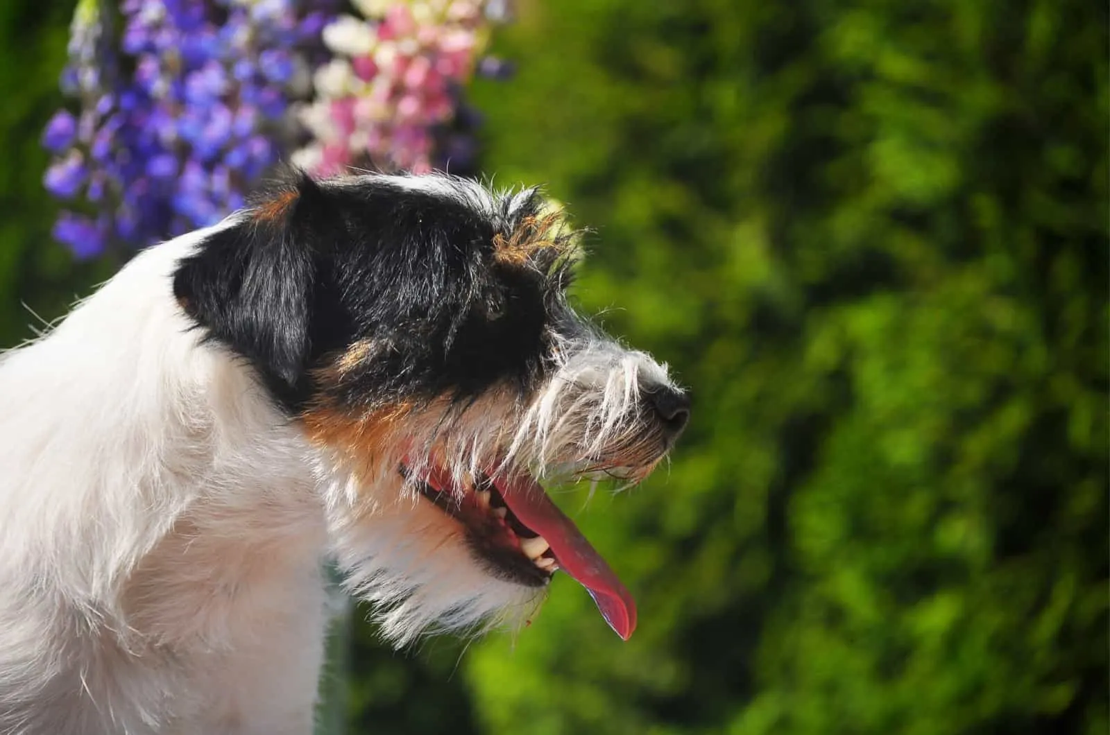 Tri-color Jack Russell Terriers