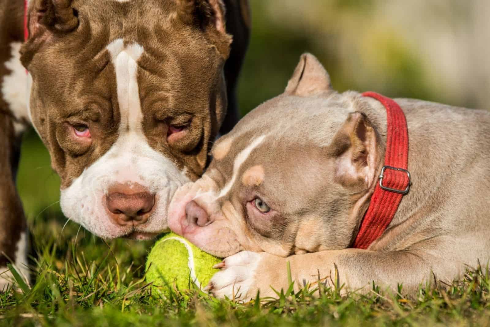 Two American Bully puppies dogs are playing with tennis ball on grass