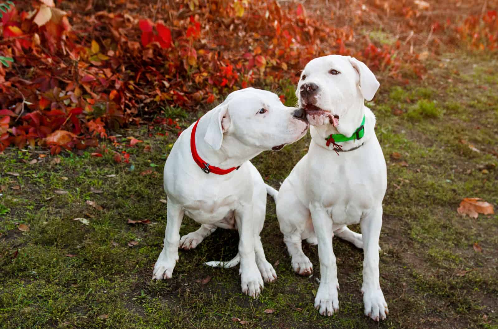 Two dogo argentino sitting on grass