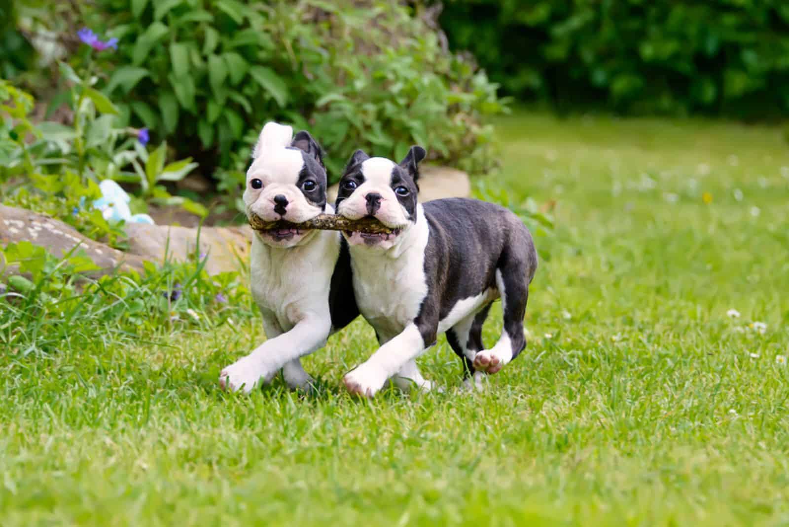 Two young Boston Terrier dogs carrying a stick together