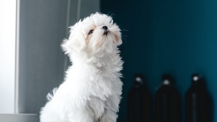 Ultimate Maltese Growth Chart For All Pet Parents