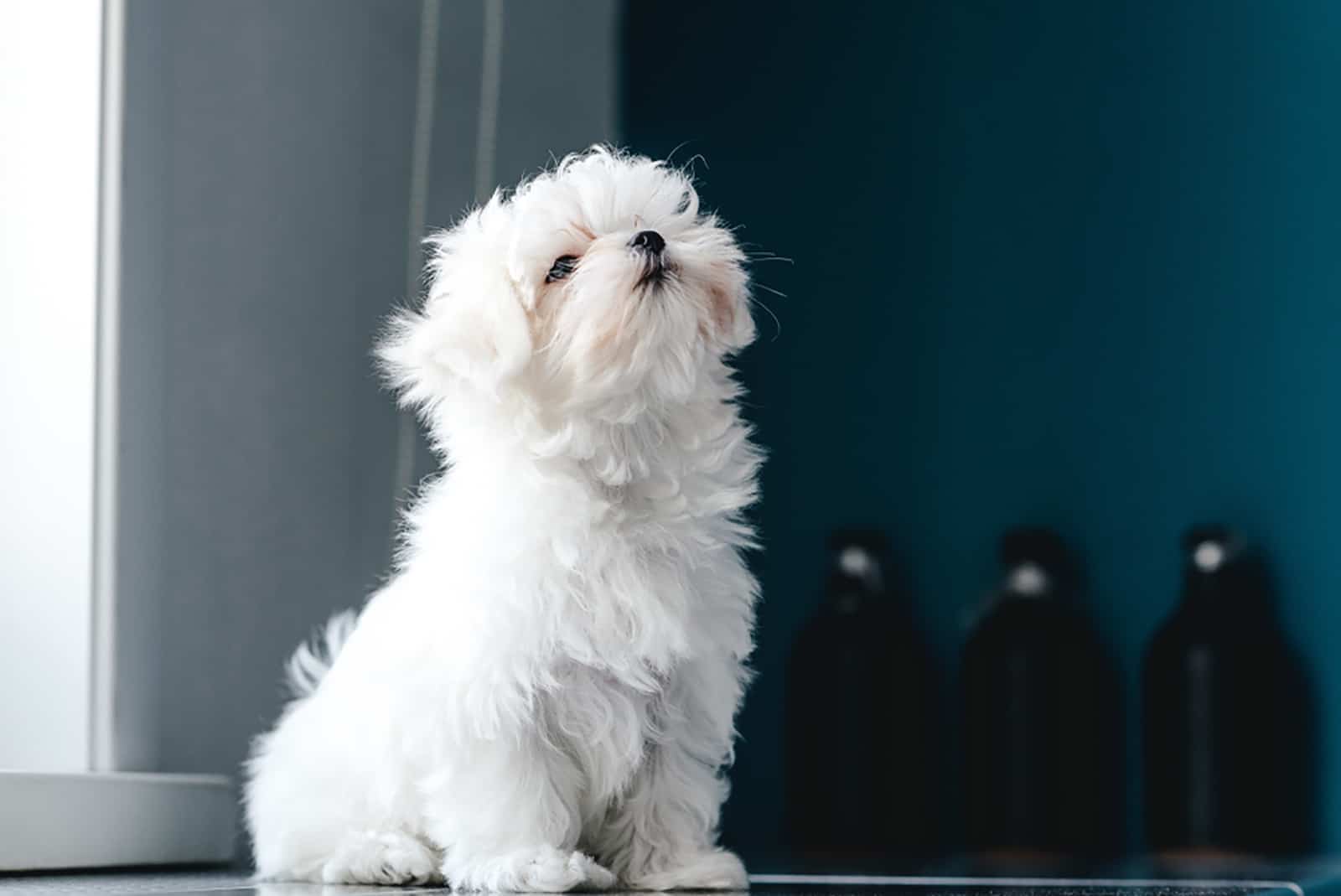 cute maltese puppy