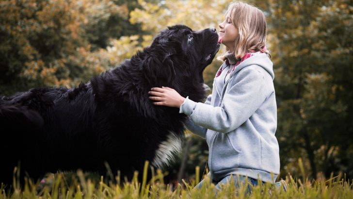Ultimate Newfoundland Feeding Chart + Food Choices & Tips