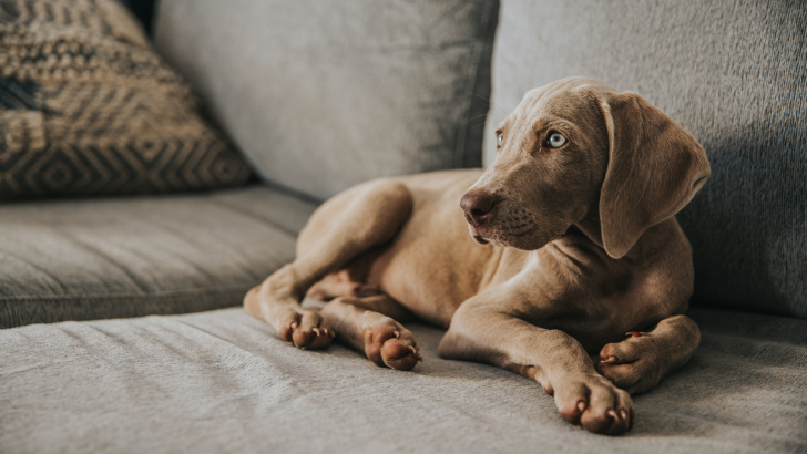 Weimaraner Feeding Chart – How To Feed A Gray Ghost