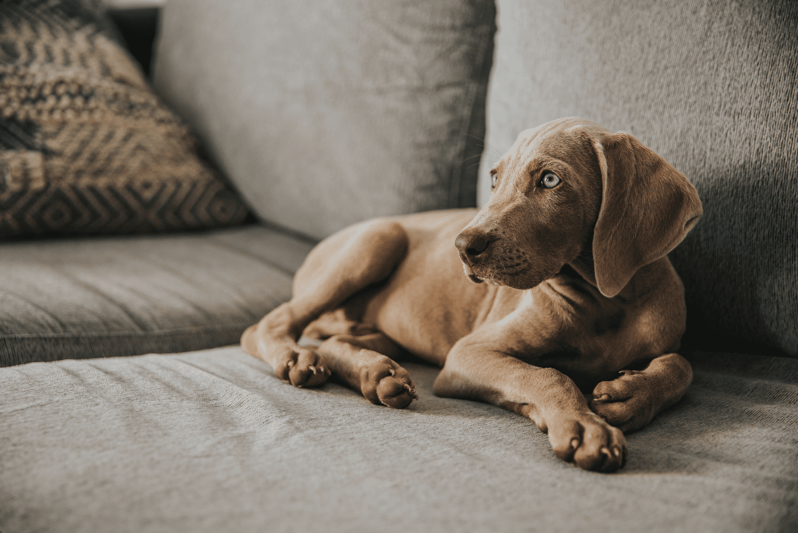 Weimaraner Feeding Chart – How To Feed A Gray Ghost