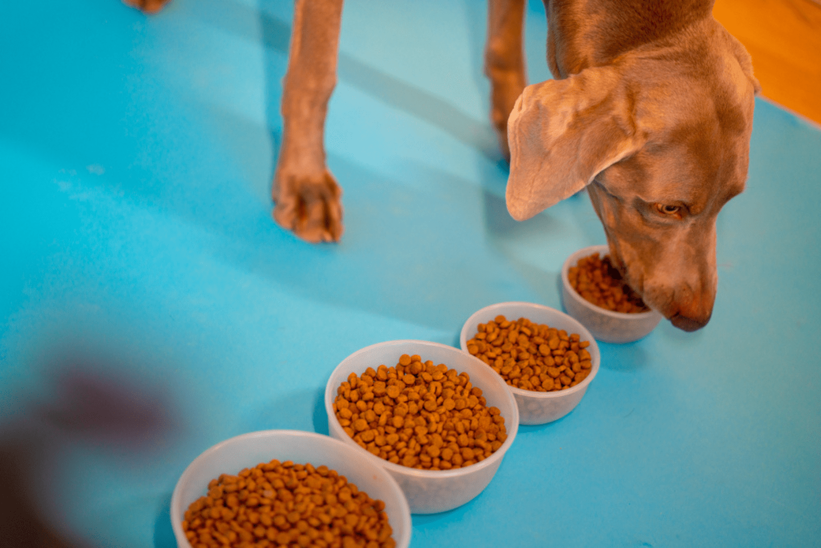 Weimaraner-eats-from-a-bowl