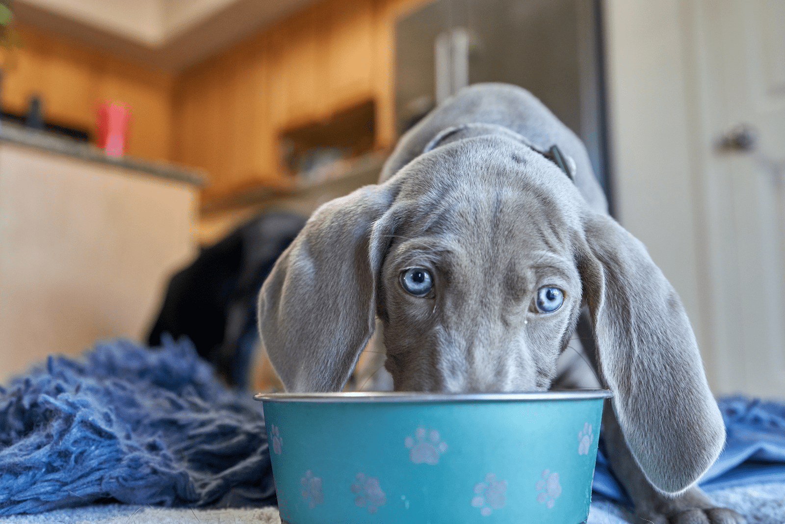 Weimaraner puppy eats from a bowl