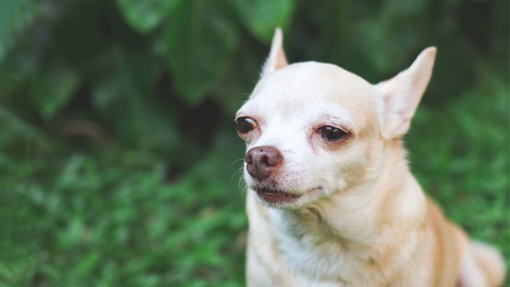 What Causes Crying Chihuahua & How You Can Help Your Dog