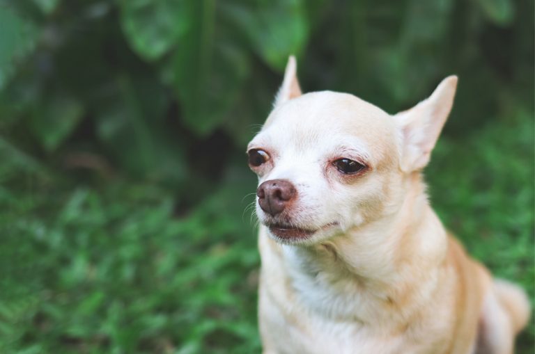 crying chihuahua dog