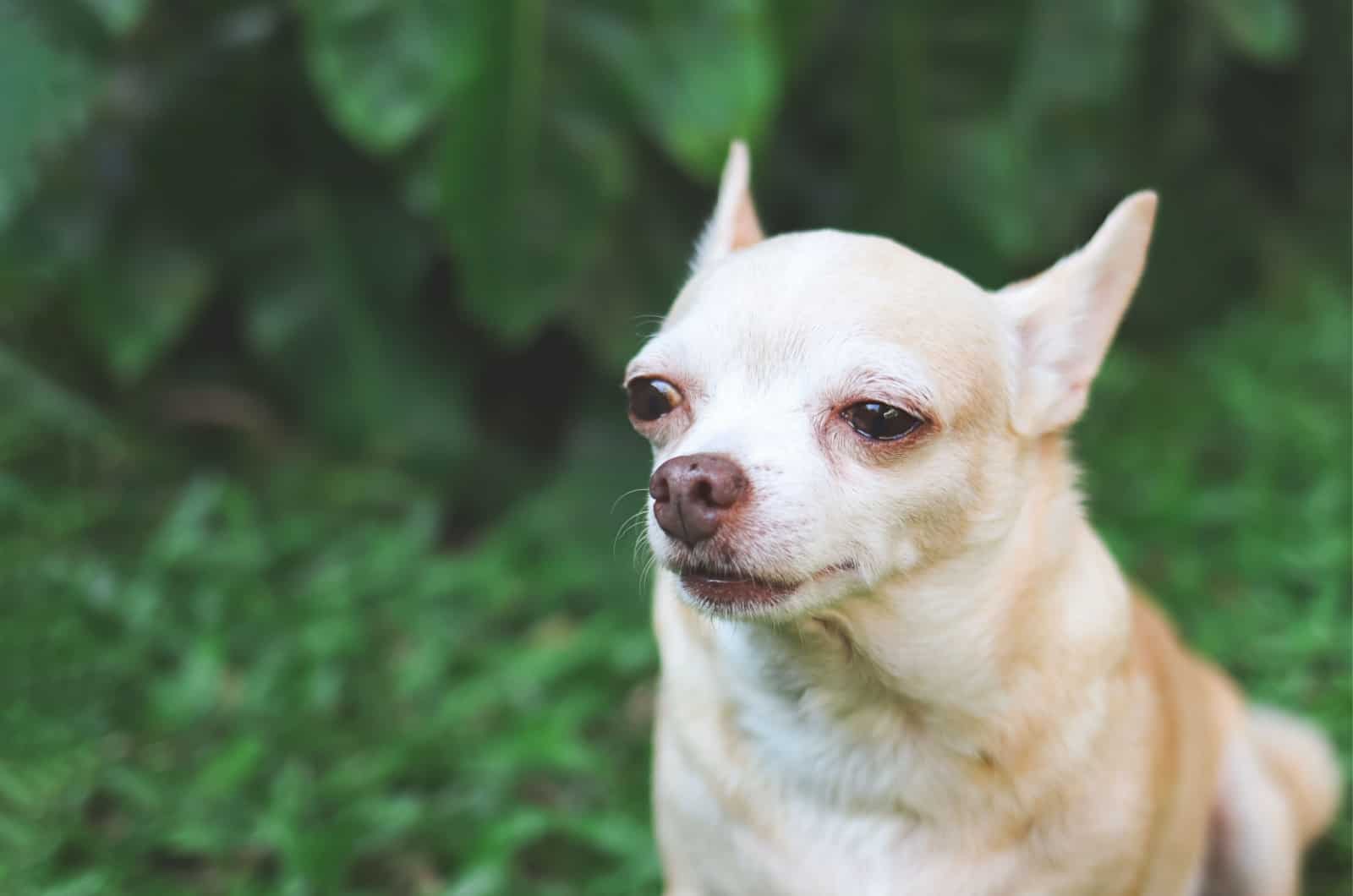 What Causes Crying Chihuahua & How You Can Help Your Dog