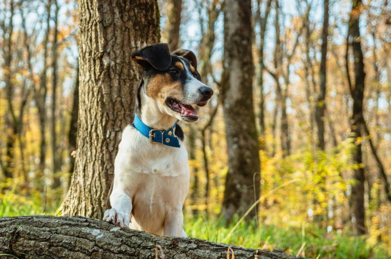 Hanging Tree Dog outside in woods
