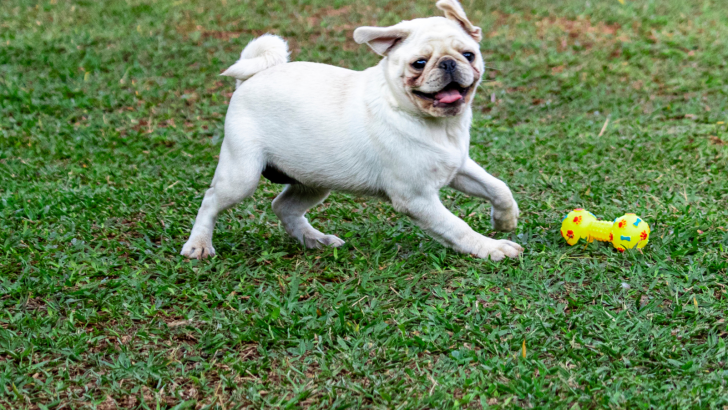 What Is A White Pug And Should You Get One Yourself?
