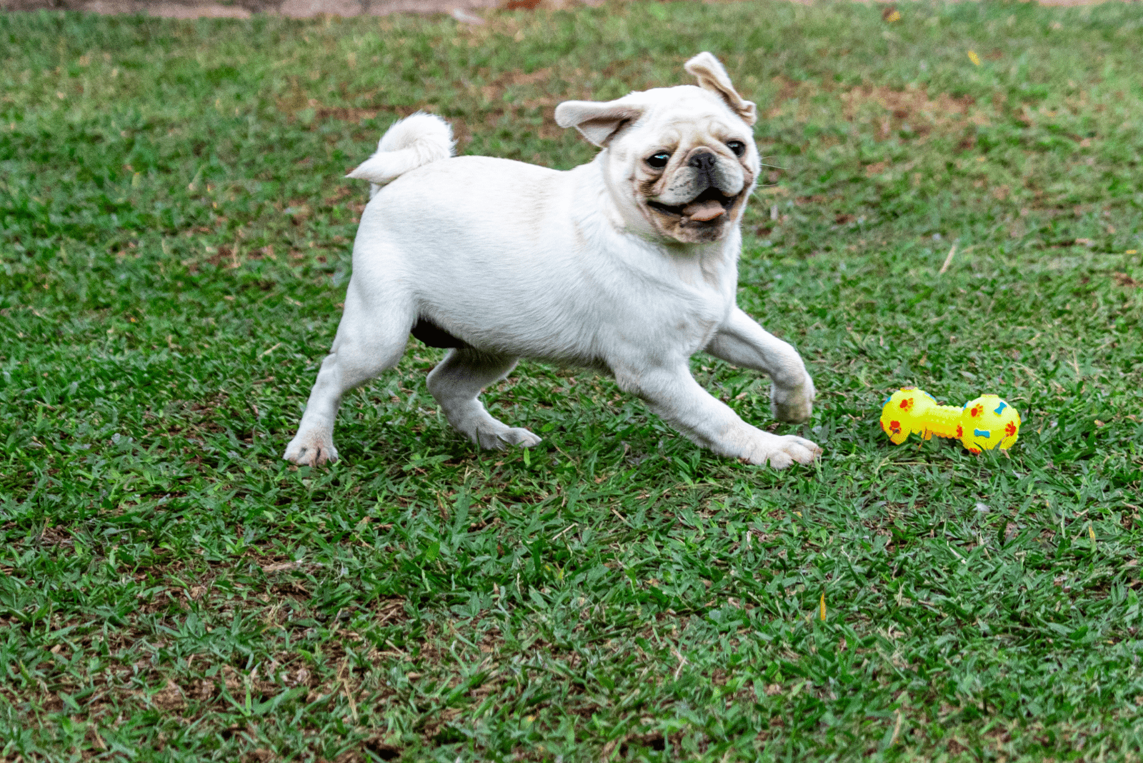white pug playing with his toy