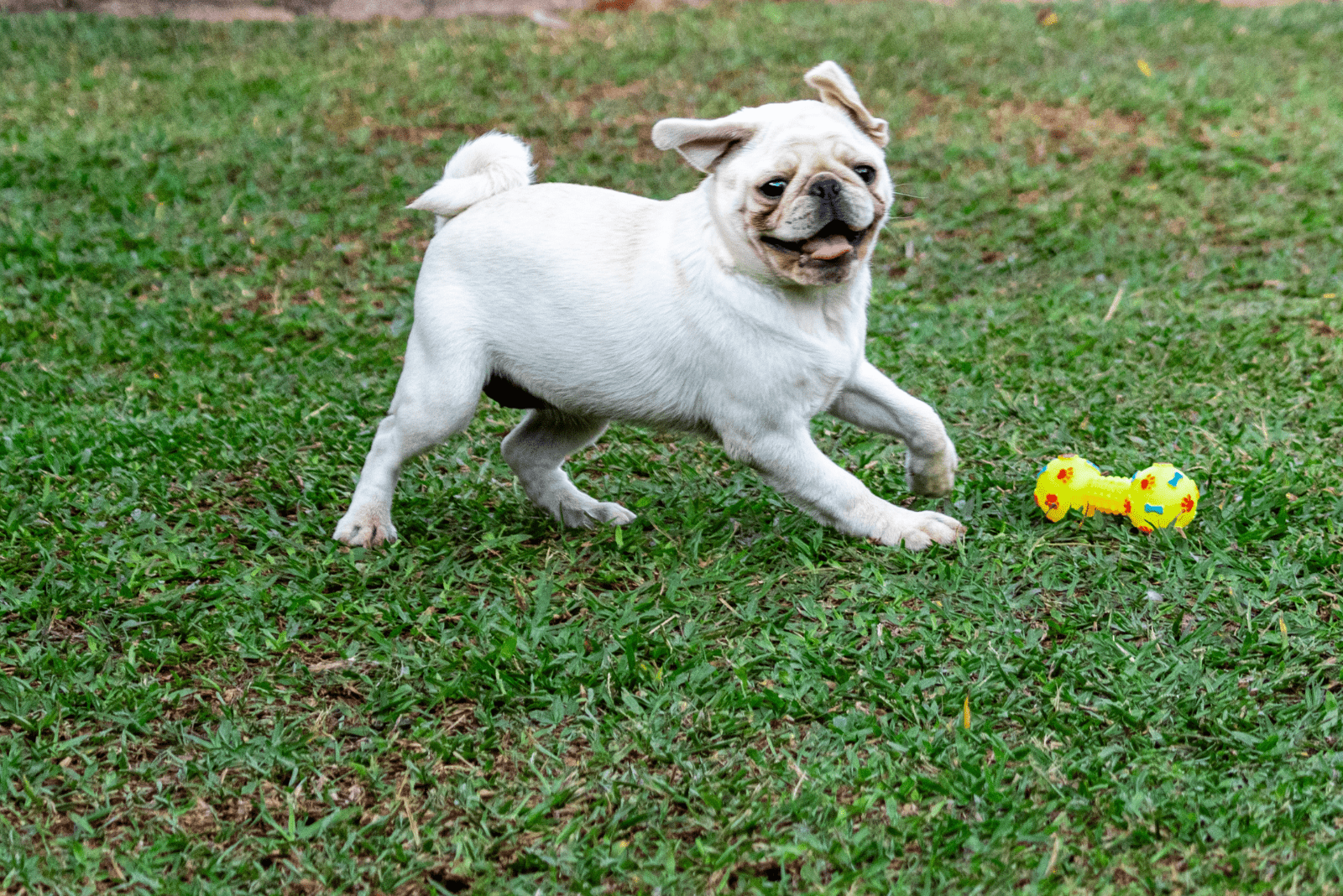 What Is A White Pug And Should You Get One Yourself?