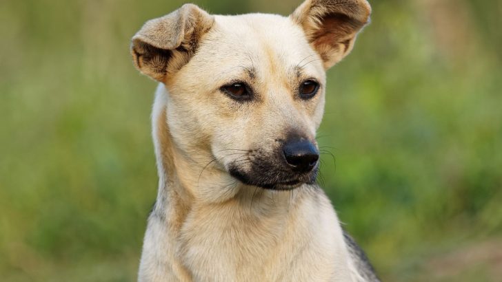 What Is The Black Mouth Cur Pit Mix? A Crossbreed Guide