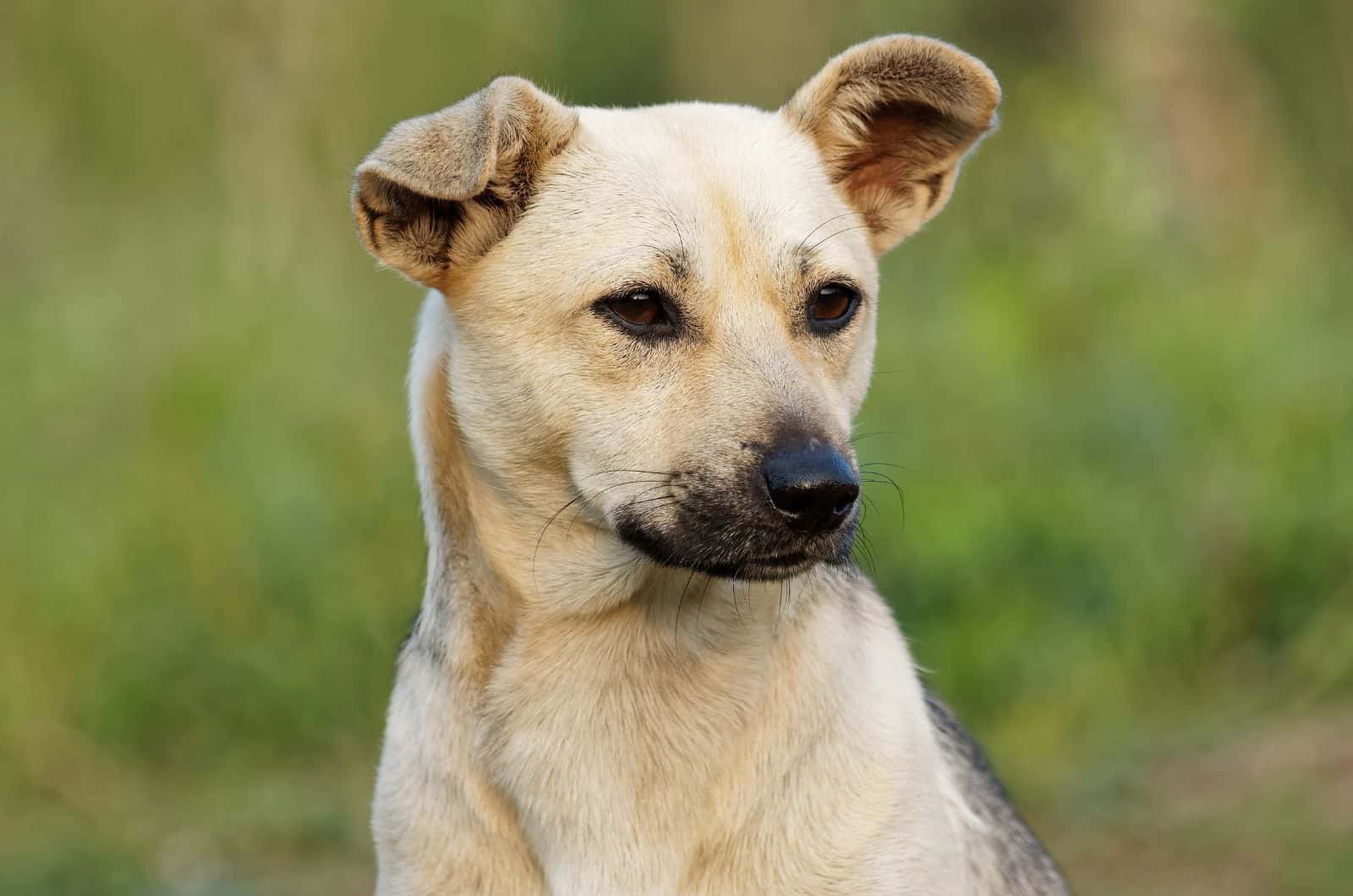 The Black Mouth Cur Pit Mix