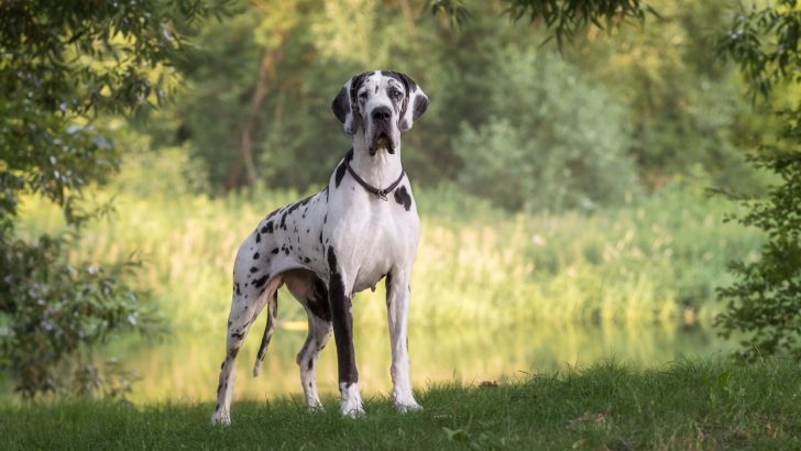 What Is The Harlequin Great Dane And Why Is It Special?