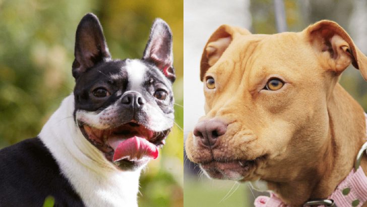 What Makes The Boston Terrier Pitbull Mix So Special?