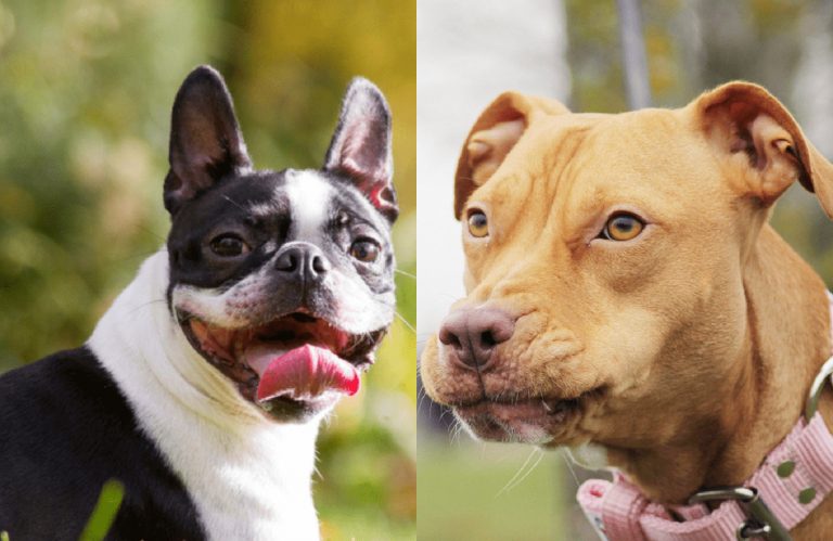boston terrier pitbull mix