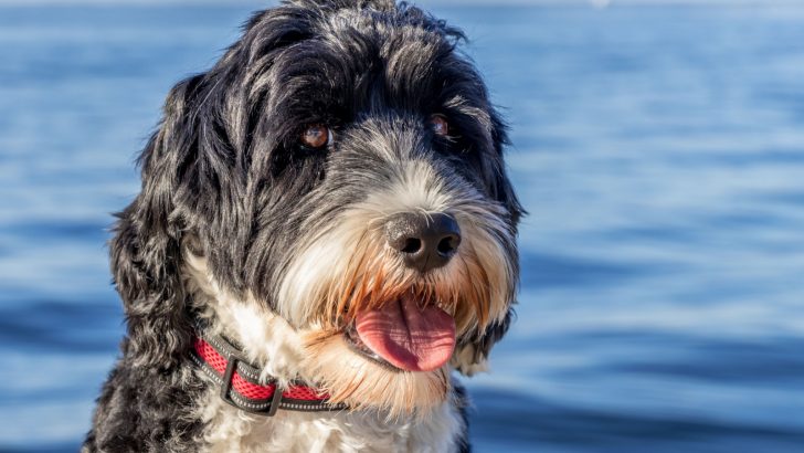 What Shapes The Portuguese Water Dog Cost