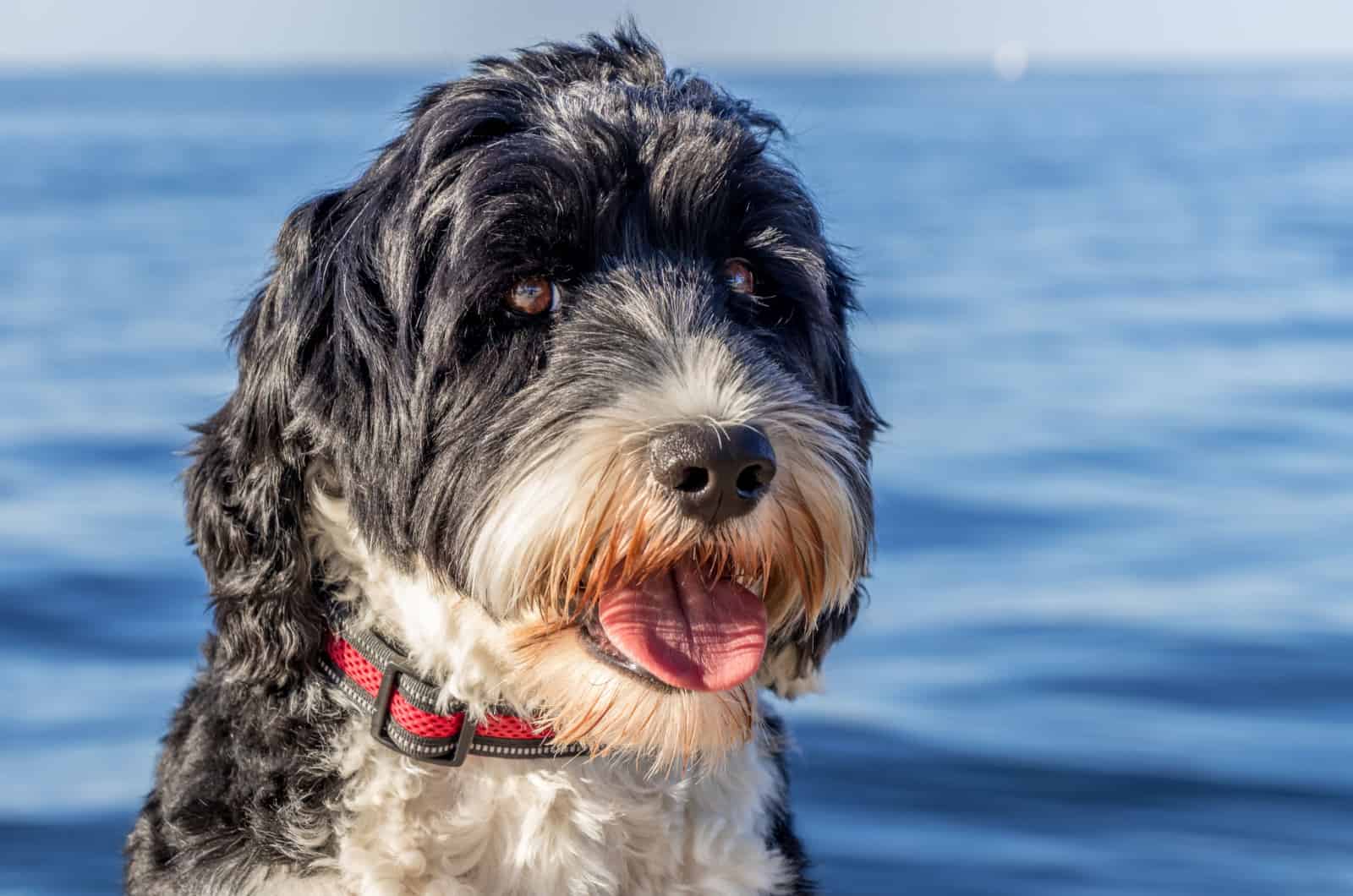 adult portuguese water dog