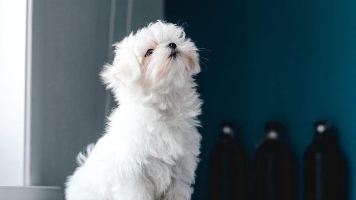 What Were Maltese Bred For? Lap Dogs Or Watchdogs?