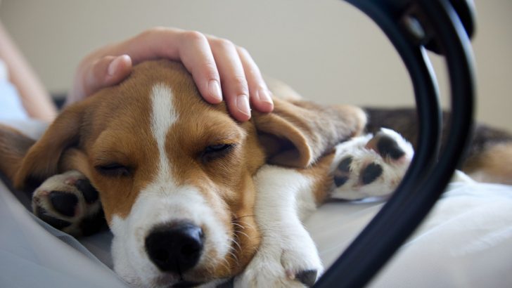 When To Euthanize A Dog With Liver Failure: The Right Call