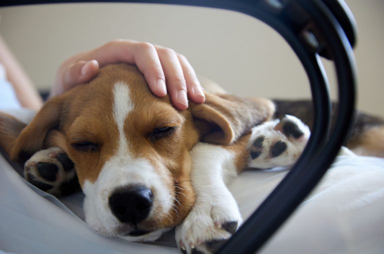sick beagle dog