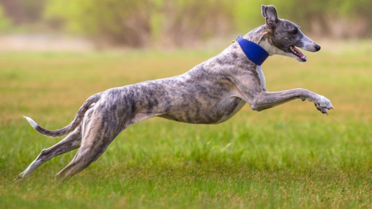 Whippet Growth Chart — Is My Whippet Normal?