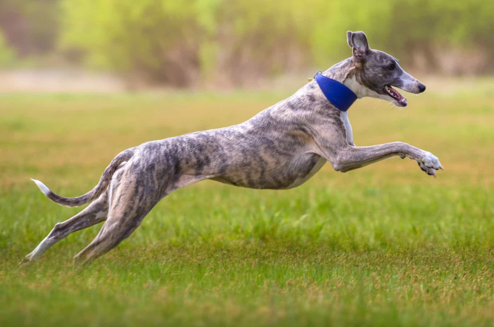 whippet running