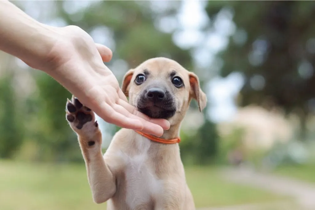 Whippet puppy giving a paw