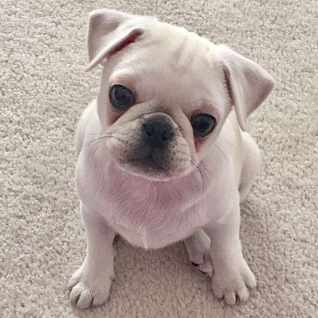 White Pug is sitting on the floor and looking at the camera