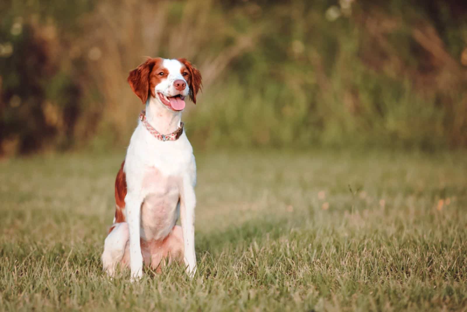 White and brown a Brittany spaniel outdoors