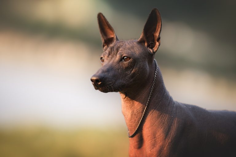 close shot of Xoloitzcuintli