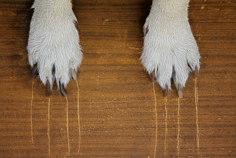 the dog scratches the floor