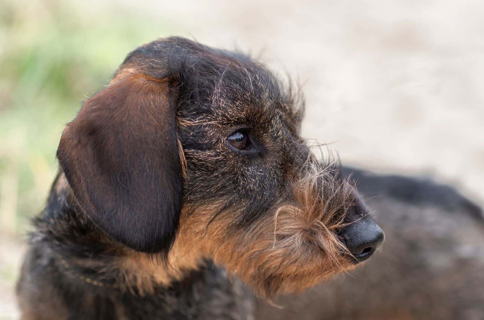Wire-Haired Dachshund looking away