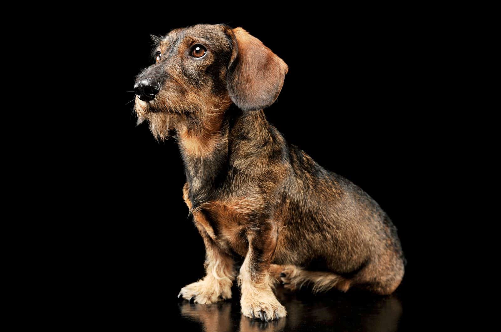 Wire-Haired Dachshund posing for photo