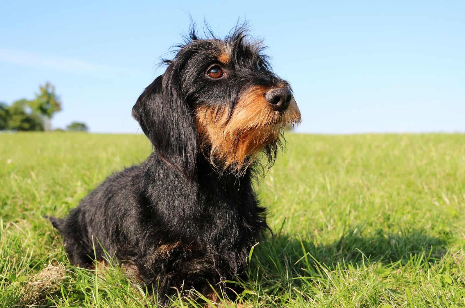 Wire-Haired Dachshund sitting on grass outside