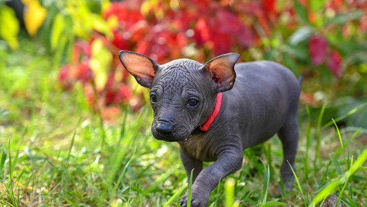Xoloitzcuintli Cost: How Much Will These Puppies Cost You?